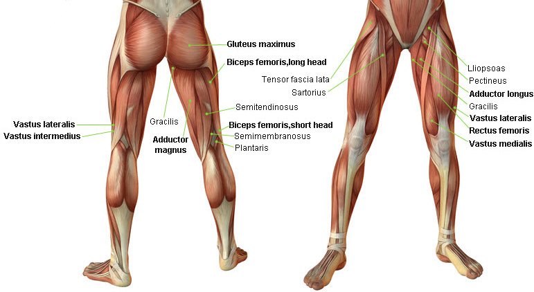 leg-muscles.jpg