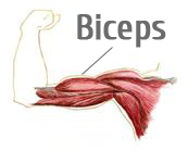 Biceps