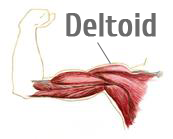 Deltoid