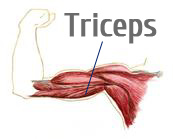 triceps