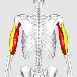 Triceps_brachii_muscle06