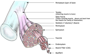 Fascia
