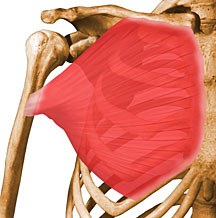 pectoralis-major