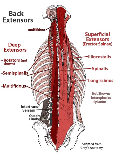 Mid Back Pain And What You Can Do About It - Fitengine